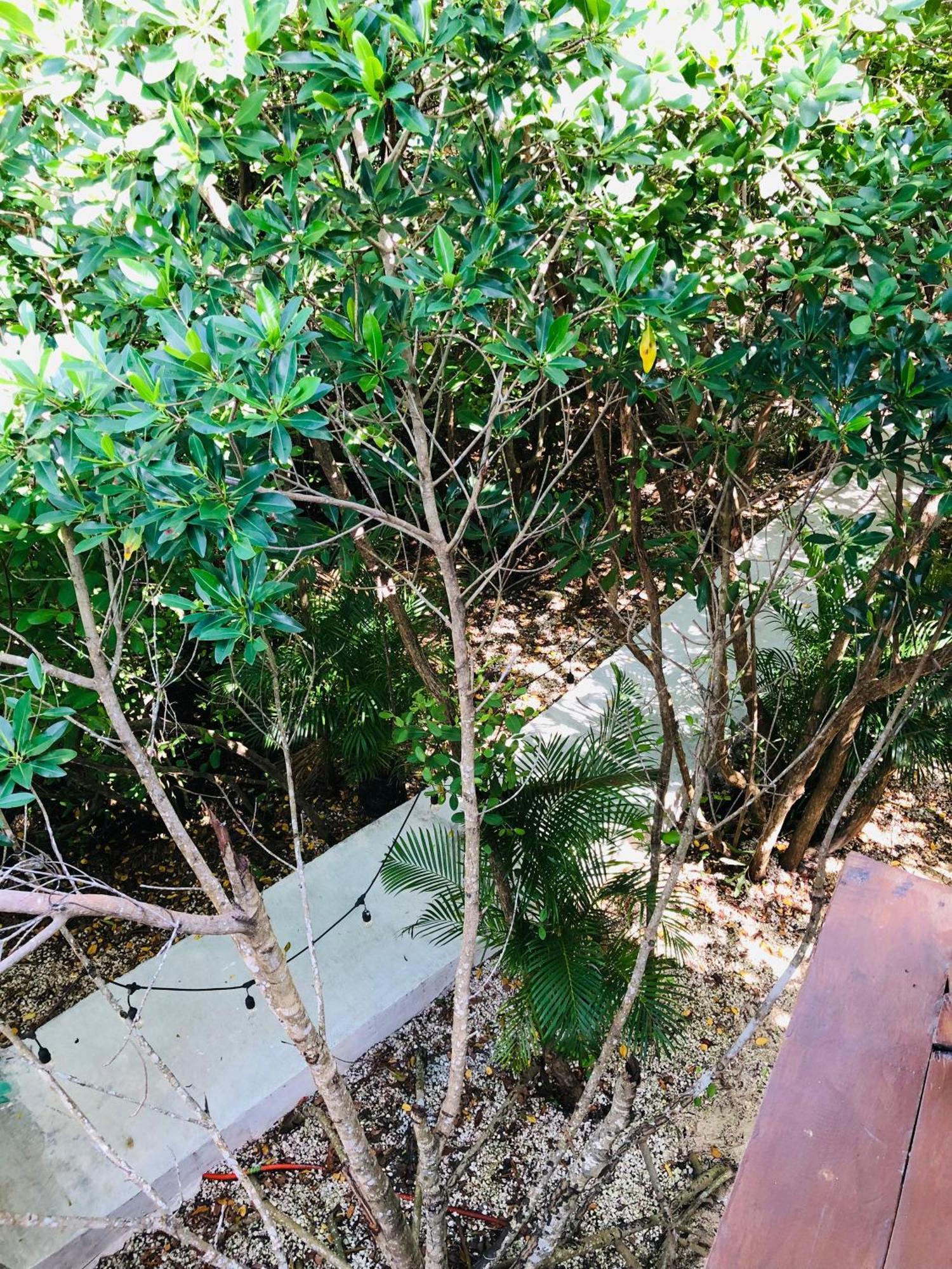 Cabanas Tulum - Aldea Mangle & Cenote Buitenkant foto